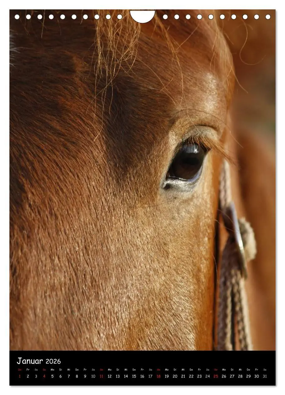 Bild: 9783516488548 | Kaltblüter (Wandkalender 2026 DIN A4 hoch), CALVENDO Monatskalender