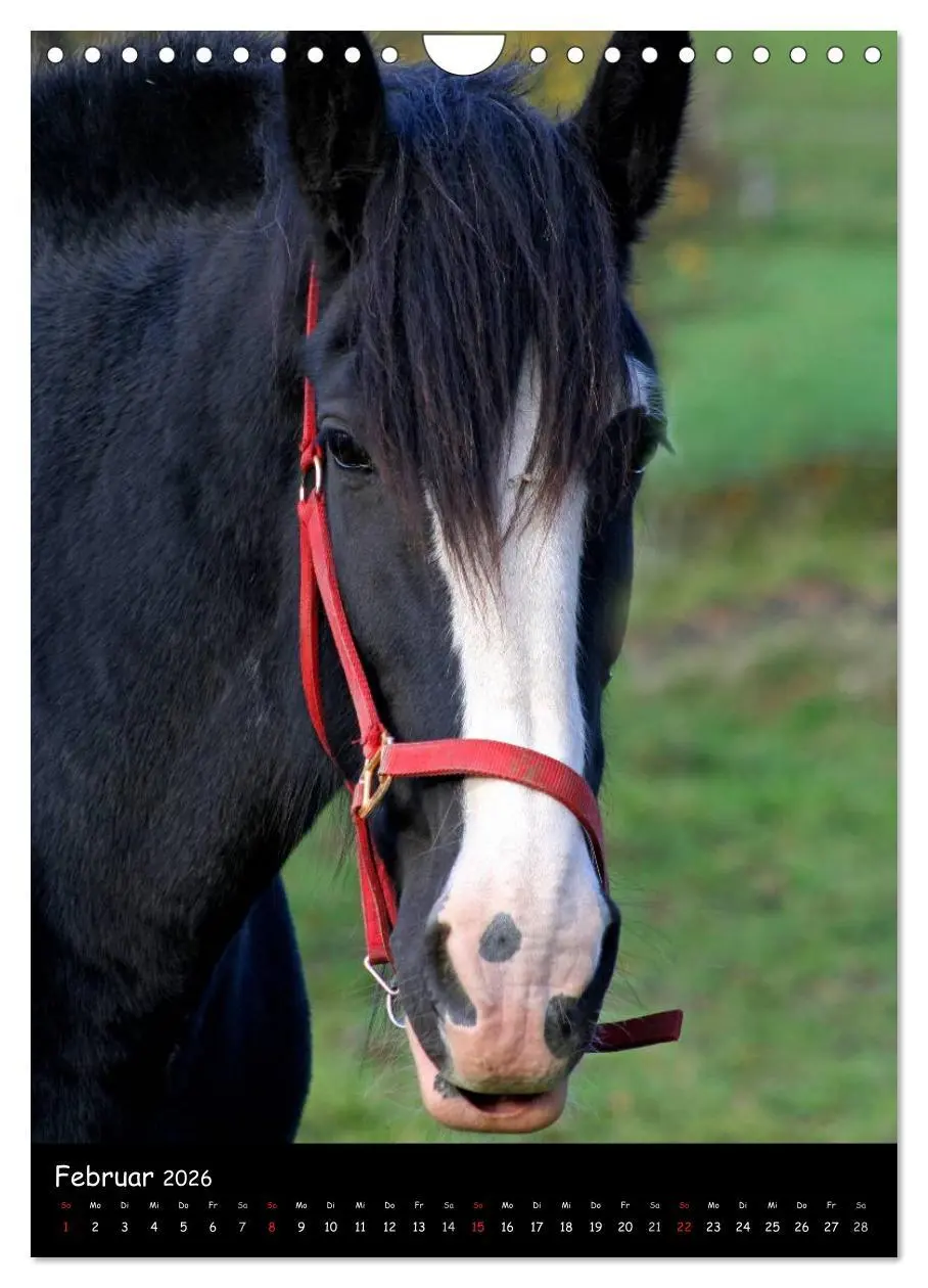 Bild: 9783516488548 | Kaltblüter (Wandkalender 2026 DIN A4 hoch), CALVENDO Monatskalender