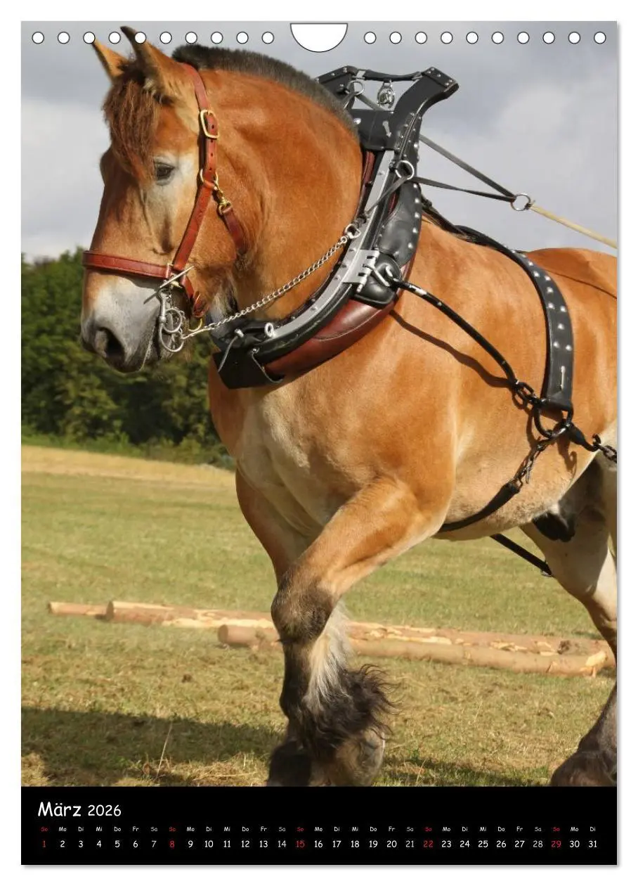 Bild: 9783516488548 | Kaltblüter (Wandkalender 2026 DIN A4 hoch), CALVENDO Monatskalender