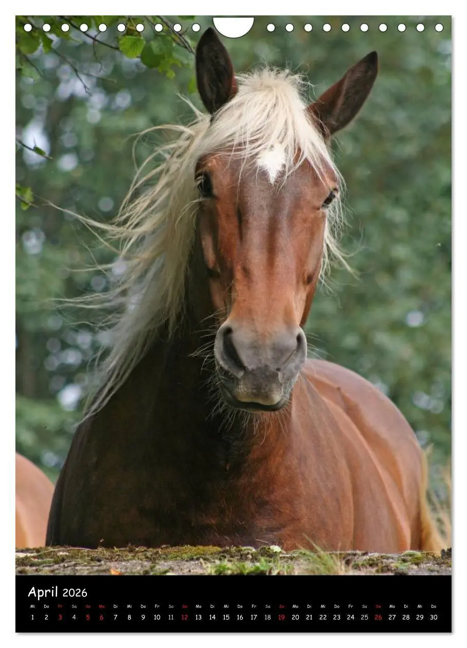 Bild: 9783516488548 | Kaltblüter (Wandkalender 2026 DIN A4 hoch), CALVENDO Monatskalender