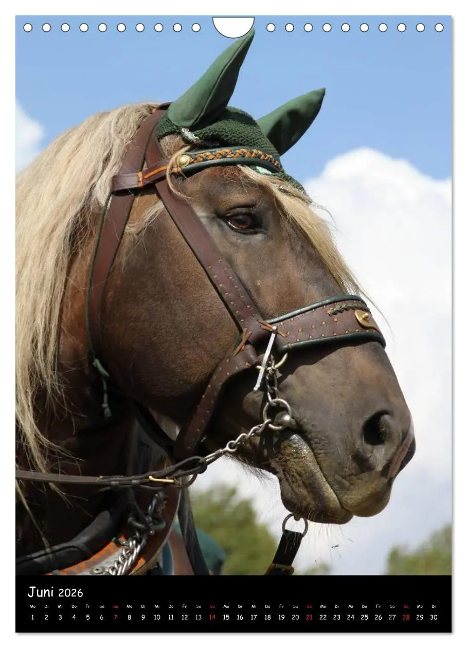 Bild: 9783516488548 | Kaltblüter (Wandkalender 2026 DIN A4 hoch), CALVENDO Monatskalender