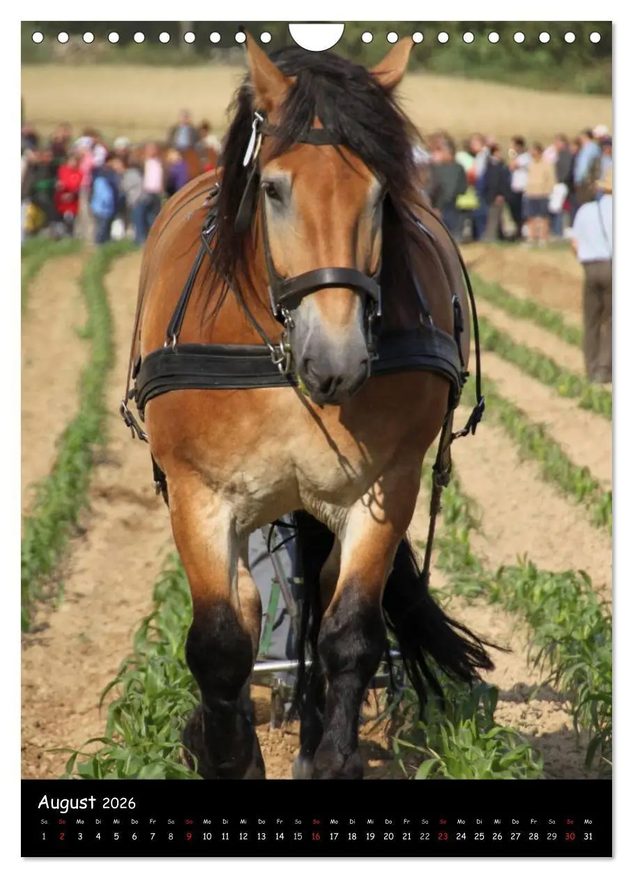Bild: 9783516488548 | Kaltblüter (Wandkalender 2026 DIN A4 hoch), CALVENDO Monatskalender