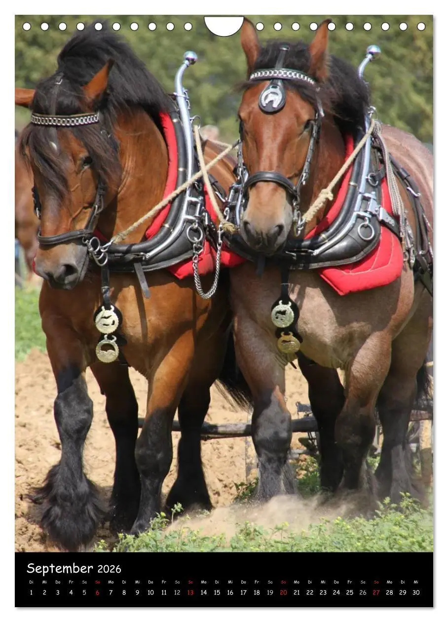 Bild: 9783516488548 | Kaltblüter (Wandkalender 2026 DIN A4 hoch), CALVENDO Monatskalender