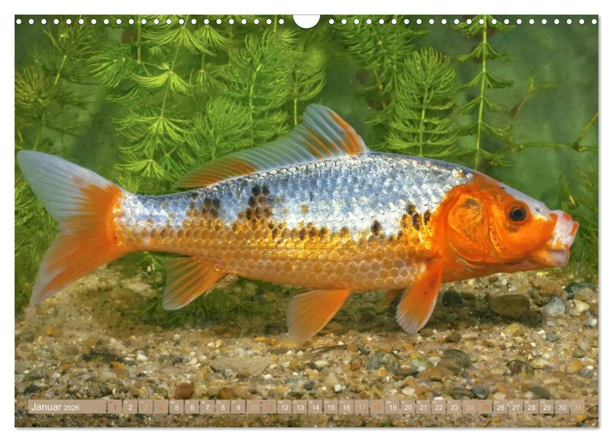 Bild: 9783457698648 | Koi: Juwelen im Teich (Wandkalender 2026 DIN A3 quer), CALVENDO...