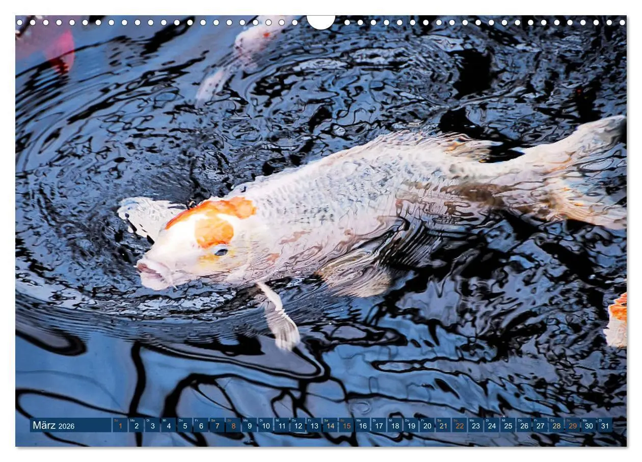Bild: 9783457698648 | Koi: Juwelen im Teich (Wandkalender 2026 DIN A3 quer), CALVENDO...