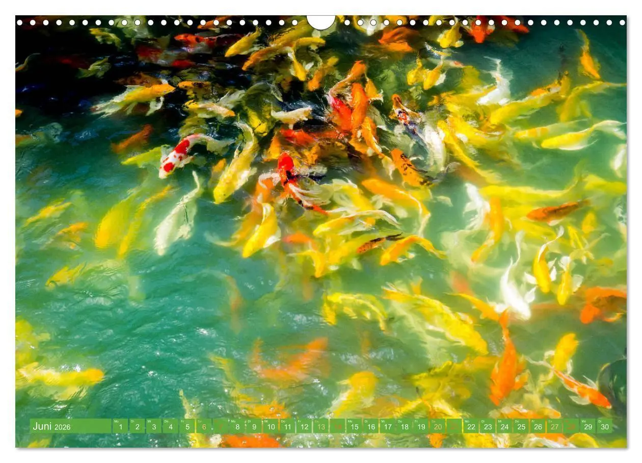 Bild: 9783457698648 | Koi: Juwelen im Teich (Wandkalender 2026 DIN A3 quer), CALVENDO...