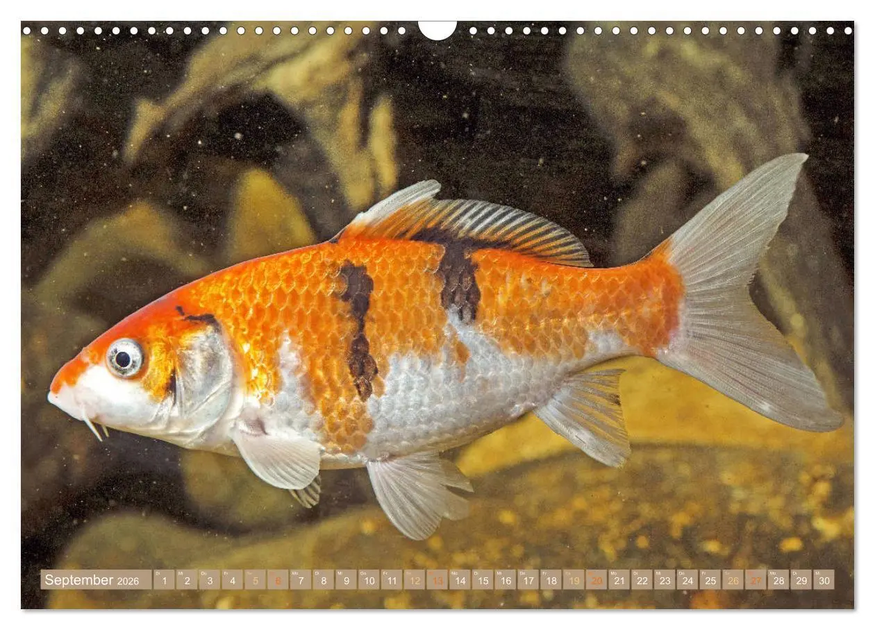 Bild: 9783457698648 | Koi: Juwelen im Teich (Wandkalender 2026 DIN A3 quer), CALVENDO...