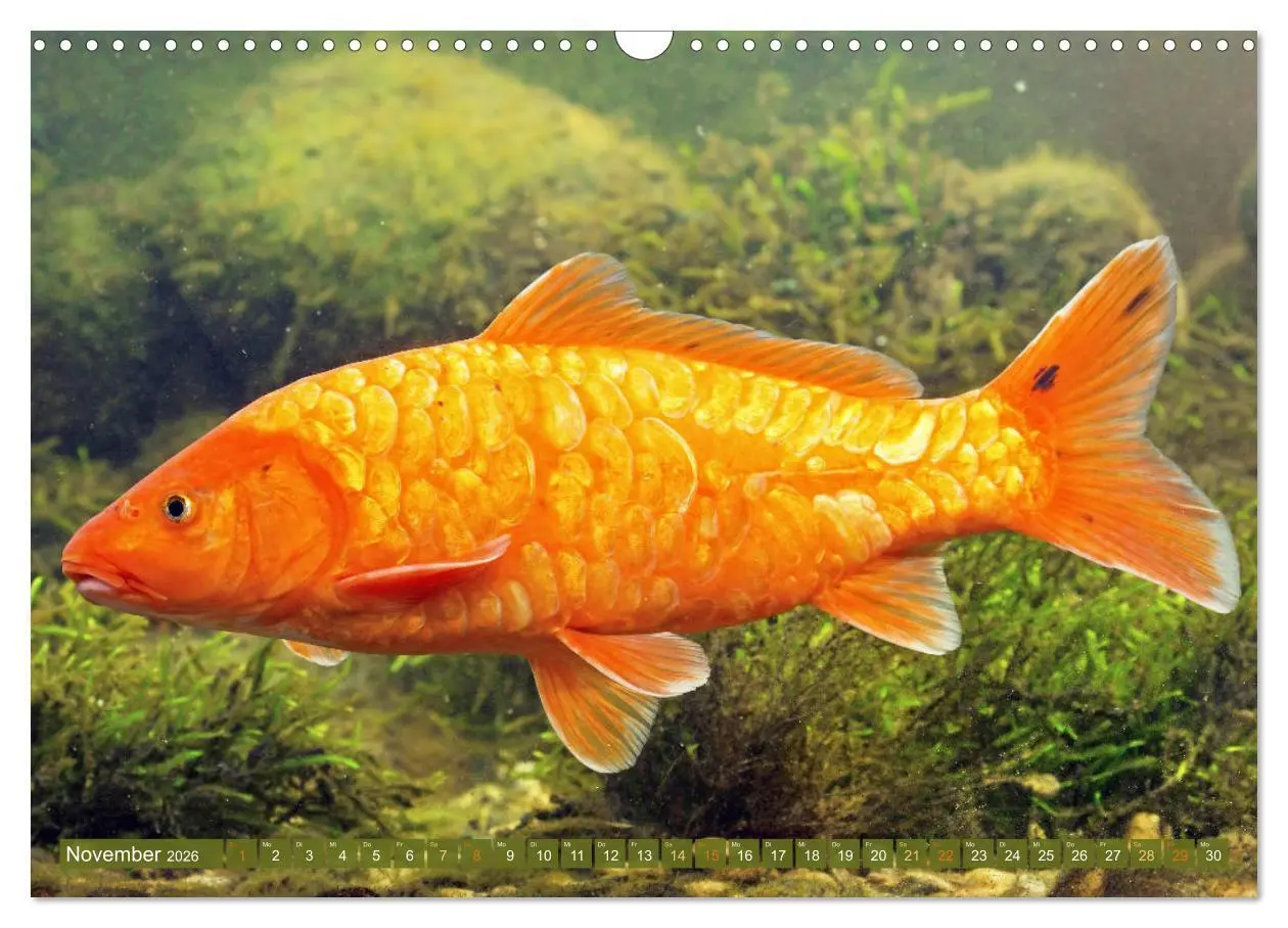 Bild: 9783457698648 | Koi: Juwelen im Teich (Wandkalender 2026 DIN A3 quer), CALVENDO...
