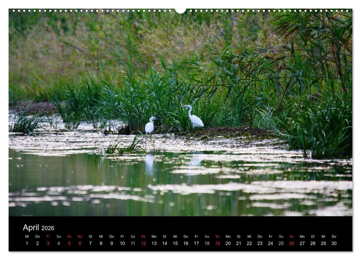 Bild: 9783516168648 | Donaudelta (Wandkalender 2026 DIN A2 quer), CALVENDO Monatskalender