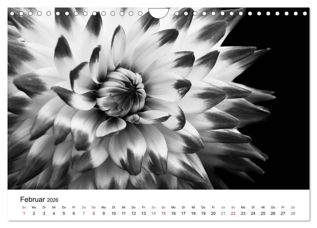 Bild: 9783516088748 | Blumen 2026, Schwarz-Weiß (Wandkalender 2026 DIN A4 quer), CALVENDO...