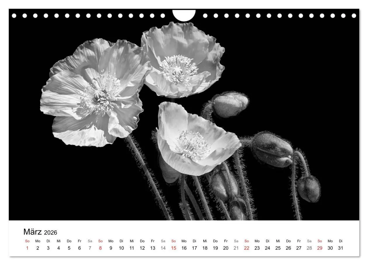 Bild: 9783516088748 | Blumen 2026, Schwarz-Weiß (Wandkalender 2026 DIN A4 quer), CALVENDO...