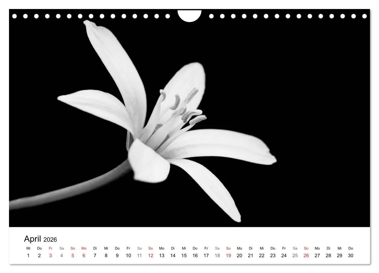 Bild: 9783516088748 | Blumen 2026, Schwarz-Weiß (Wandkalender 2026 DIN A4 quer), CALVENDO...