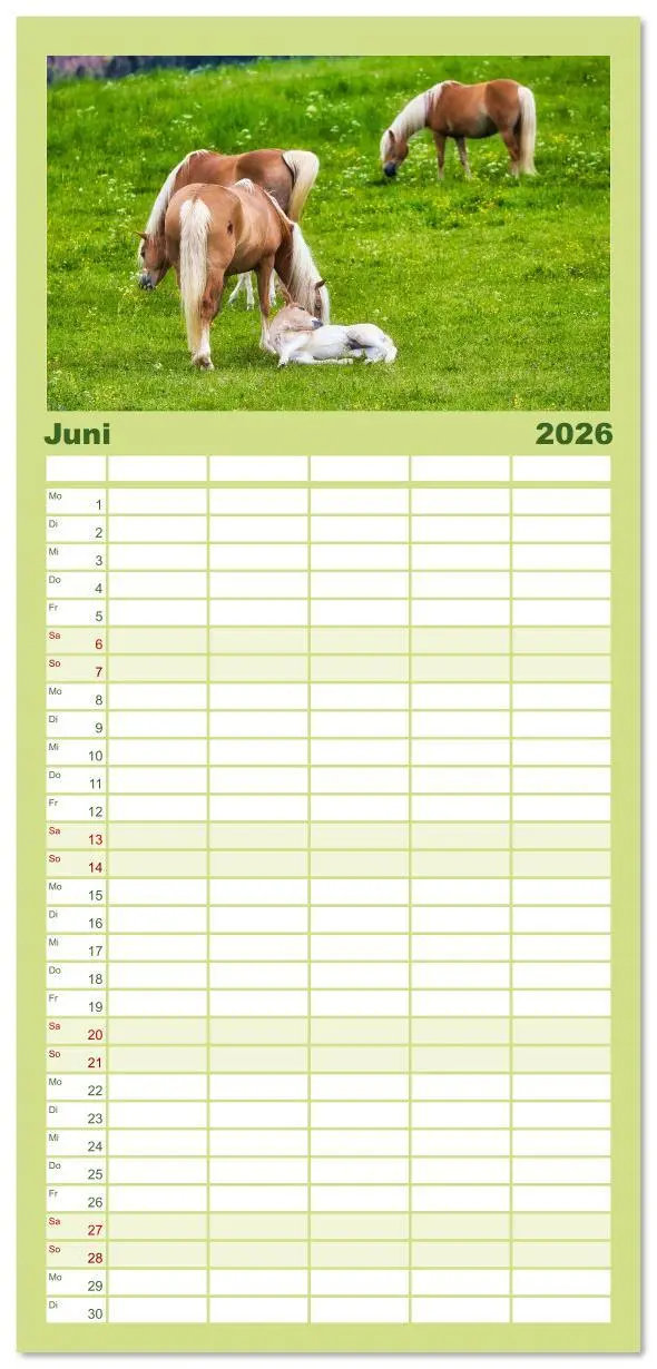 Bild: 9783516608748 | Familienplaner 2026 - Haflinger im Thüringer Wald mit 5 Spalten...
