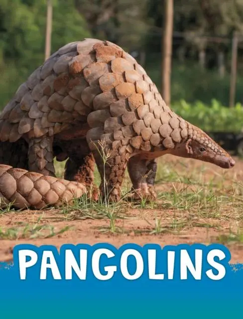 Cover: 9781398238848 | Pangolins | Jaclyn Jaycox | Buch | Gebunden | Englisch | 2022