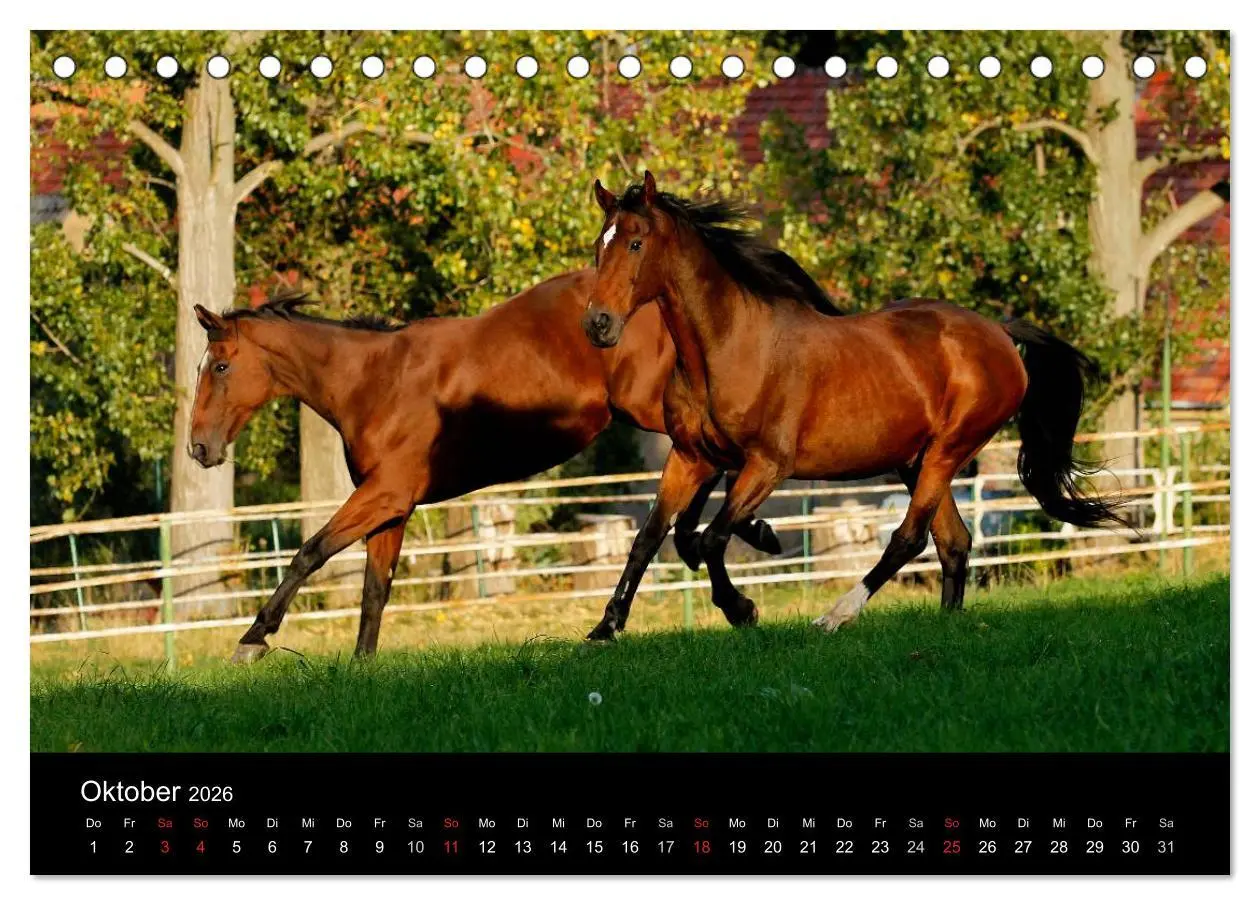 Bild: 9783457988848 | Faszinierende Pferde 2026 (Tischkalender 2026 DIN A5 quer),...
