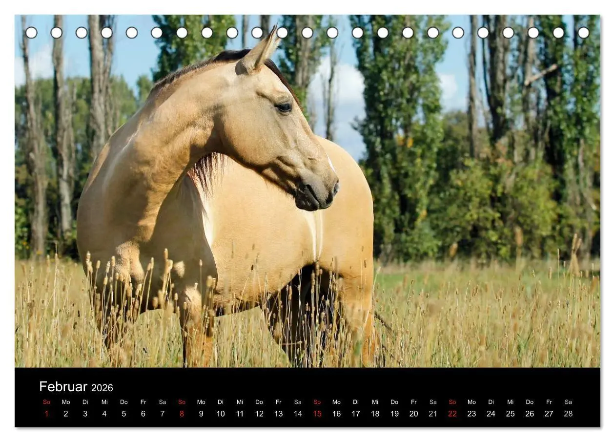 Bild: 9783457988848 | Faszinierende Pferde 2026 (Tischkalender 2026 DIN A5 quer),...