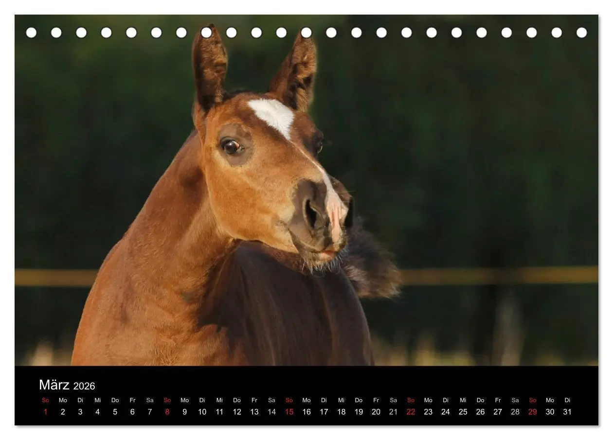 Bild: 9783457988848 | Faszinierende Pferde 2026 (Tischkalender 2026 DIN A5 quer),...
