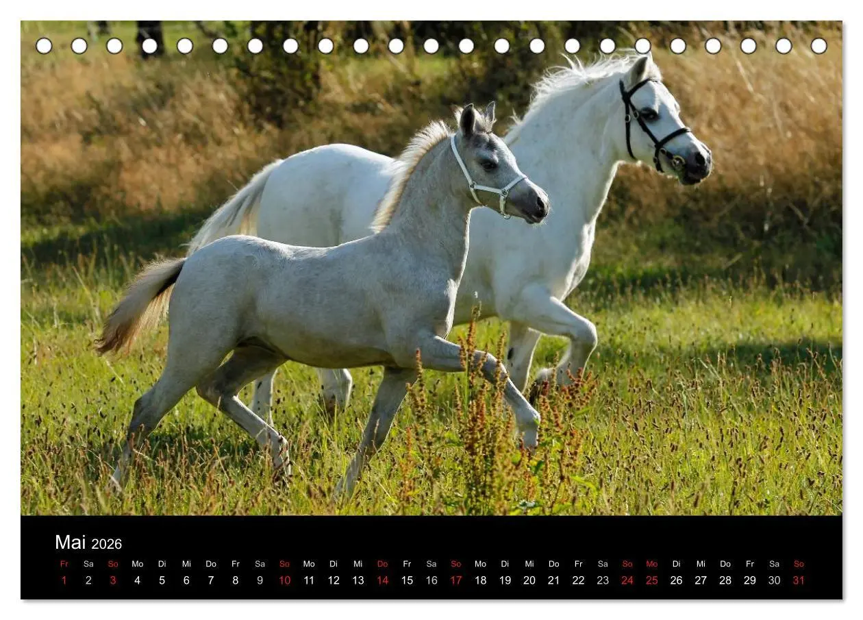 Bild: 9783457988848 | Faszinierende Pferde 2026 (Tischkalender 2026 DIN A5 quer),...