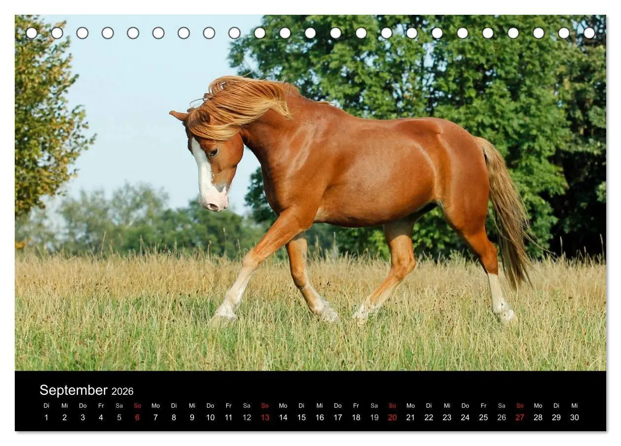 Bild: 9783457988848 | Faszinierende Pferde 2026 (Tischkalender 2026 DIN A5 quer),...