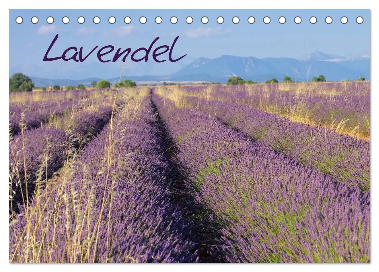 Cover: 9783516148848 | Lavendel (Tischkalender 2026 DIN A5 quer), CALVENDO Monatskalender