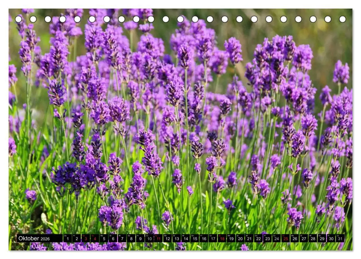 Bild: 9783516148848 | Lavendel (Tischkalender 2026 DIN A5 quer), CALVENDO Monatskalender