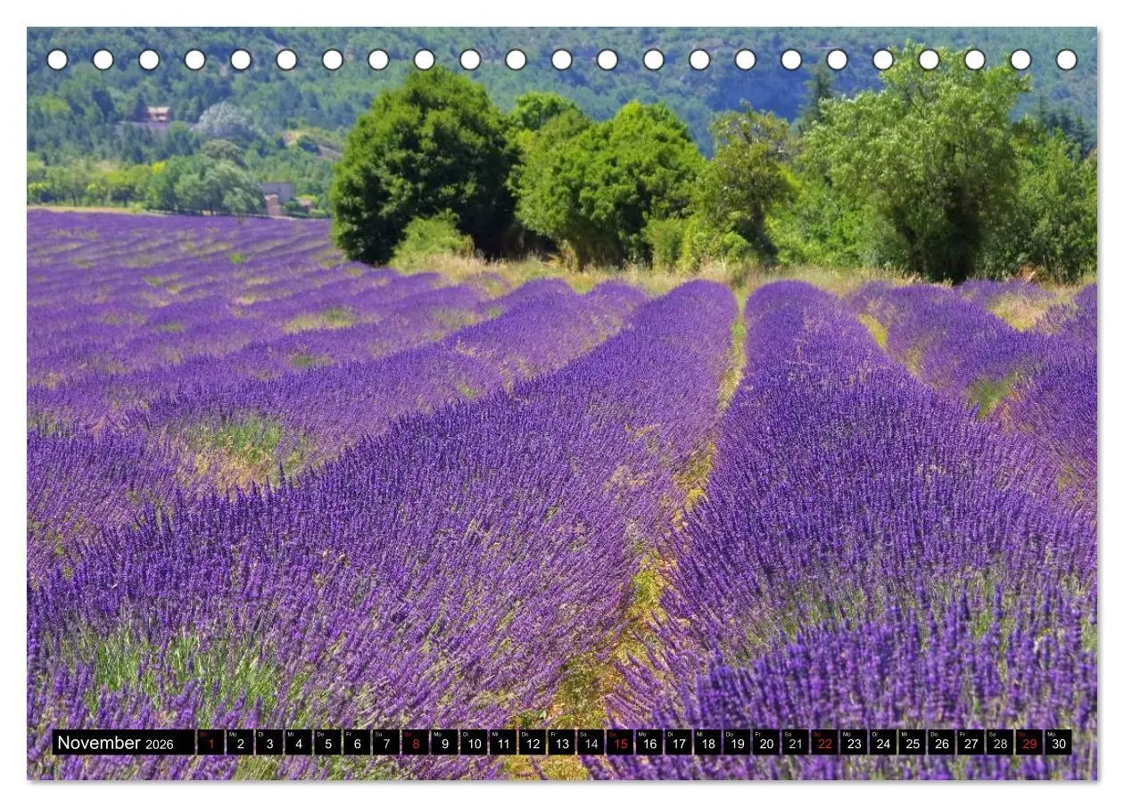 Bild: 9783516148848 | Lavendel (Tischkalender 2026 DIN A5 quer), CALVENDO Monatskalender