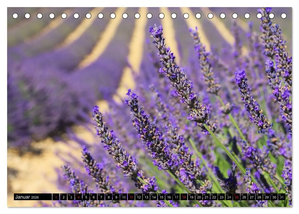Bild: 9783516148848 | Lavendel (Tischkalender 2026 DIN A5 quer), CALVENDO Monatskalender
