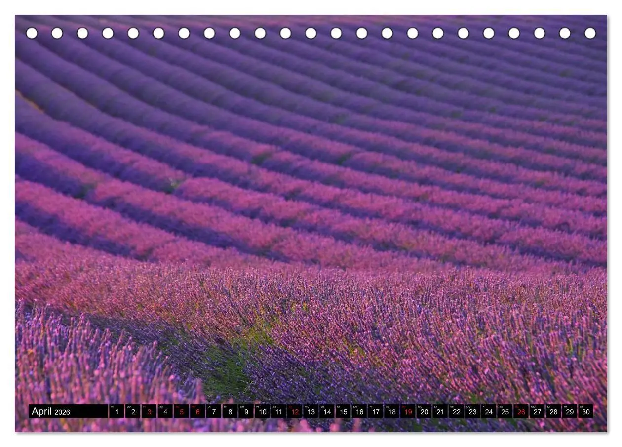 Bild: 9783516148848 | Lavendel (Tischkalender 2026 DIN A5 quer), CALVENDO Monatskalender