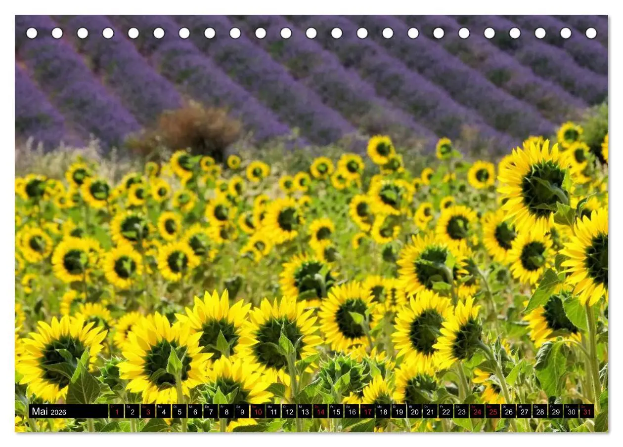 Bild: 9783516148848 | Lavendel (Tischkalender 2026 DIN A5 quer), CALVENDO Monatskalender