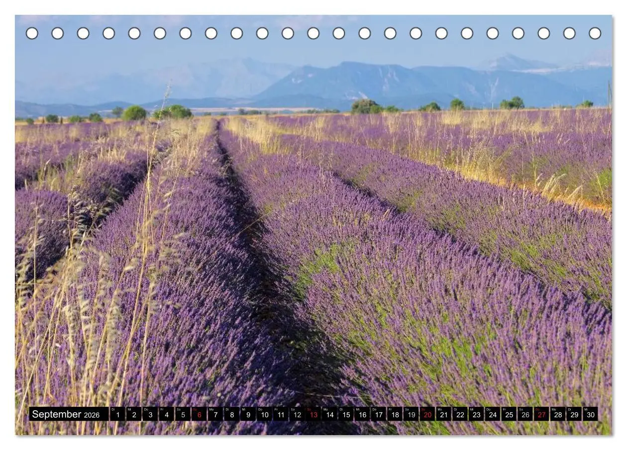 Bild: 9783516148848 | Lavendel (Tischkalender 2026 DIN A5 quer), CALVENDO Monatskalender