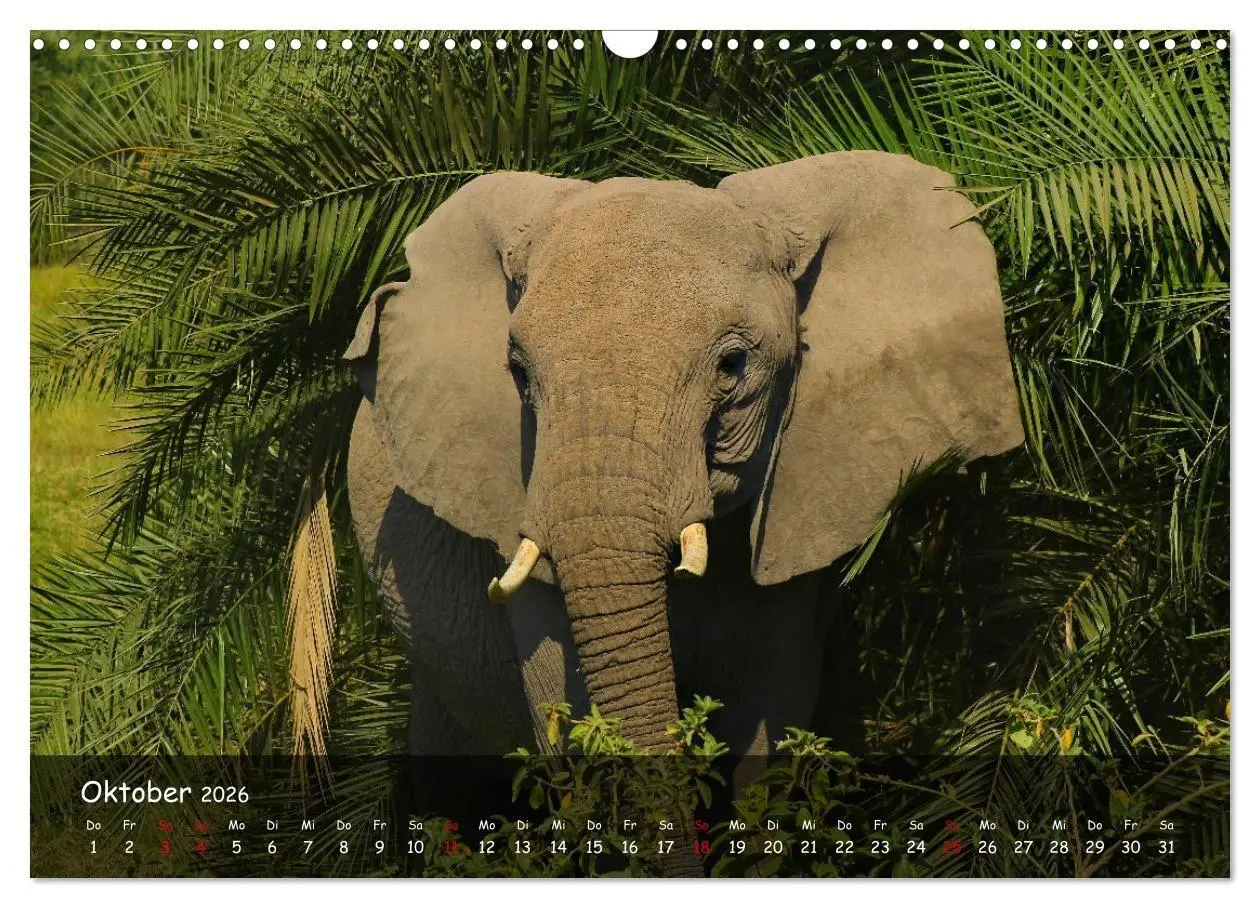 Bild: 9783516698848 | Wildes Ostafrika - Tansania und Kenia hautnah (Wandkalender 2026...