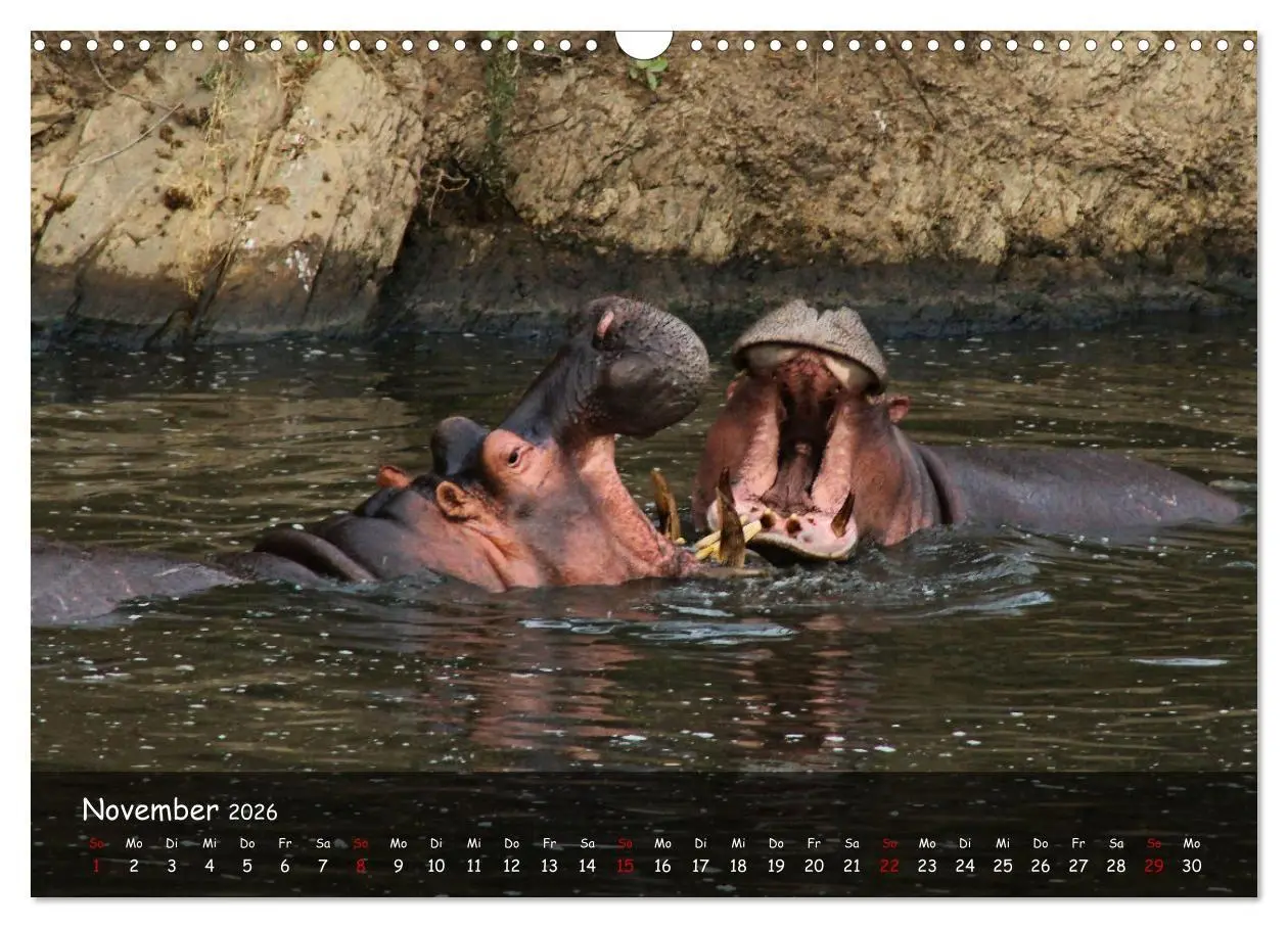 Bild: 9783516698848 | Wildes Ostafrika - Tansania und Kenia hautnah (Wandkalender 2026...