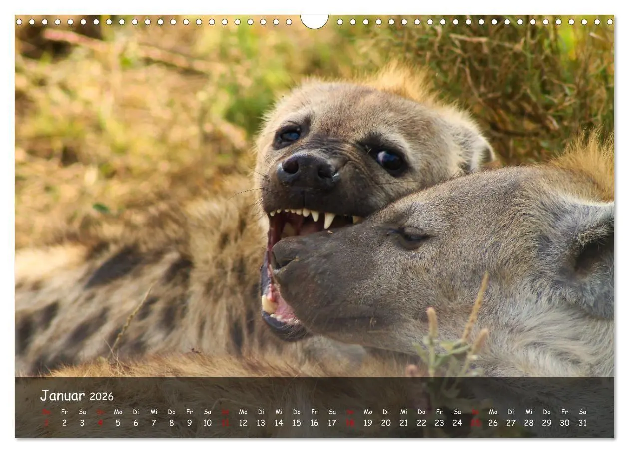 Bild: 9783516698848 | Wildes Ostafrika - Tansania und Kenia hautnah (Wandkalender 2026...