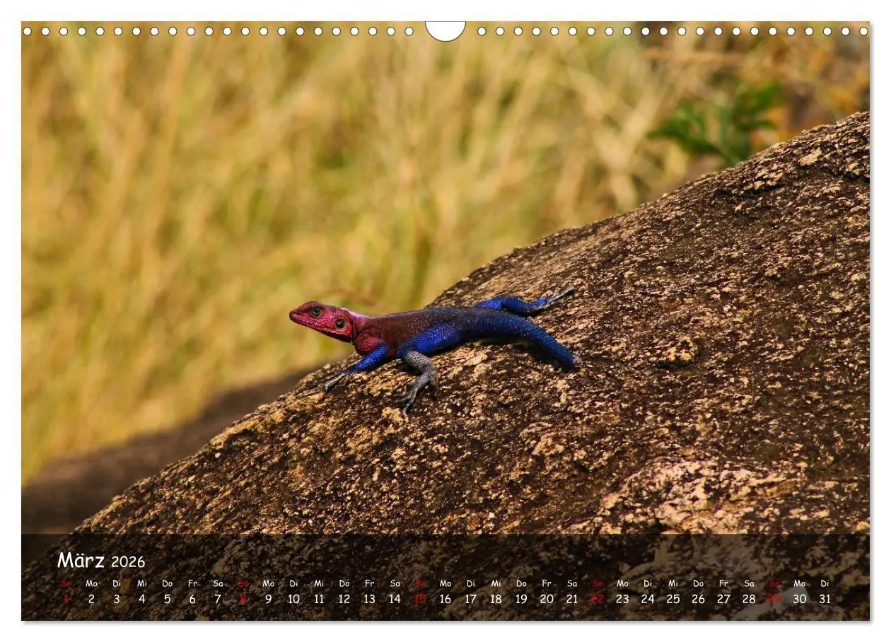 Bild: 9783516698848 | Wildes Ostafrika - Tansania und Kenia hautnah (Wandkalender 2026...