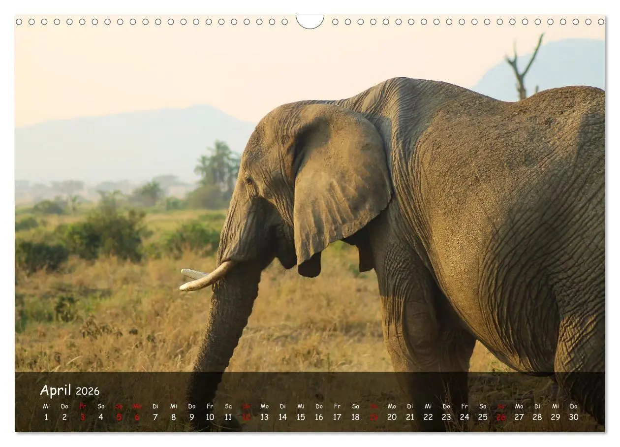 Bild: 9783516698848 | Wildes Ostafrika - Tansania und Kenia hautnah (Wandkalender 2026...