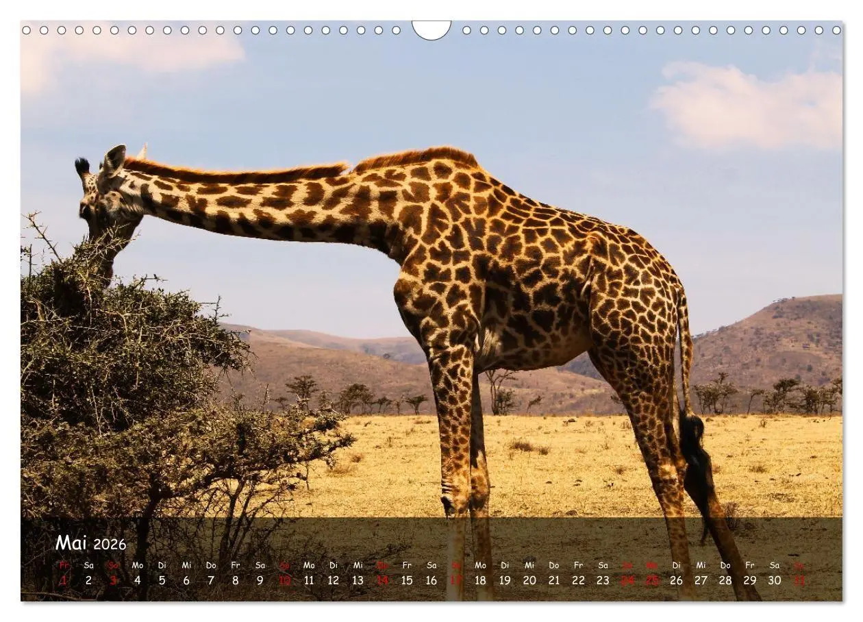 Bild: 9783516698848 | Wildes Ostafrika - Tansania und Kenia hautnah (Wandkalender 2026...