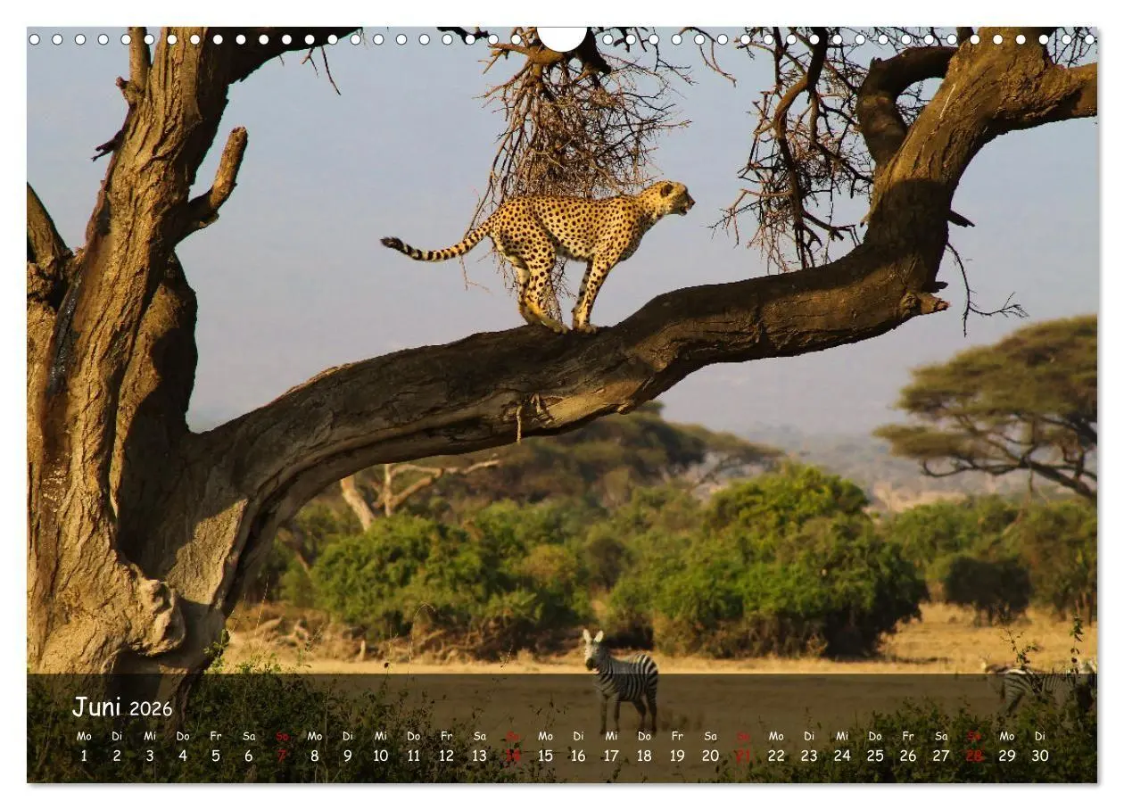 Bild: 9783516698848 | Wildes Ostafrika - Tansania und Kenia hautnah (Wandkalender 2026...
