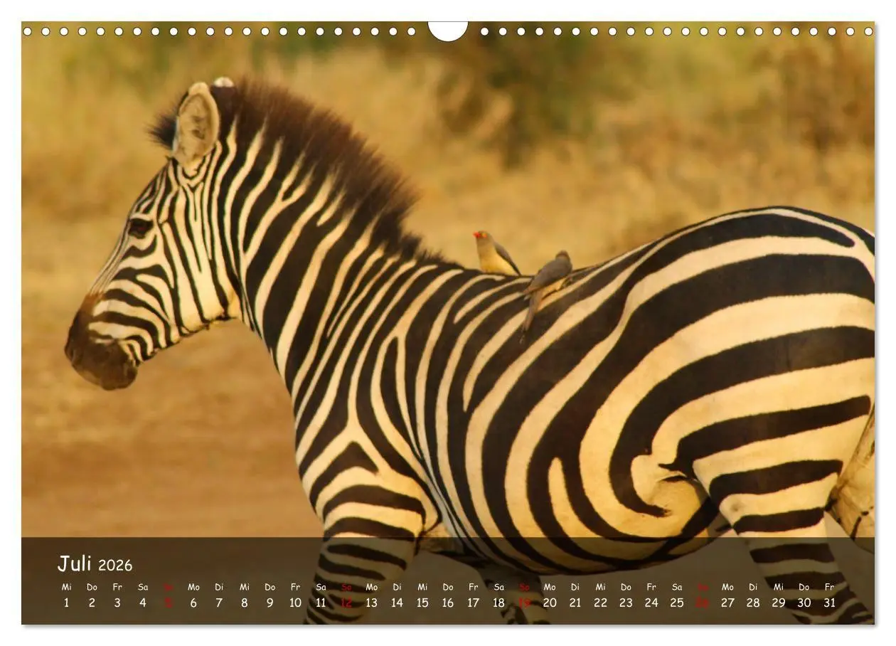 Bild: 9783516698848 | Wildes Ostafrika - Tansania und Kenia hautnah (Wandkalender 2026...