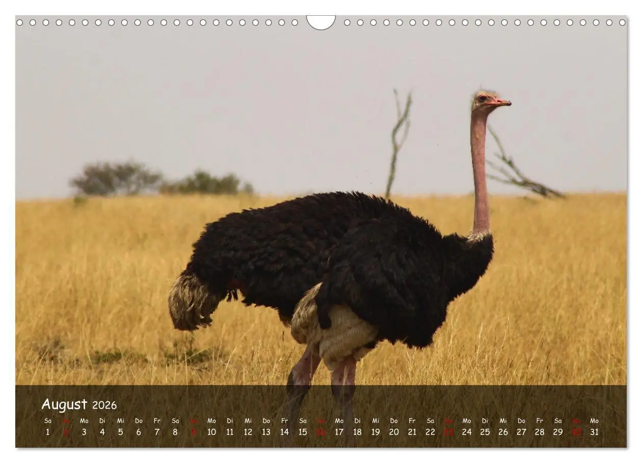 Bild: 9783516698848 | Wildes Ostafrika - Tansania und Kenia hautnah (Wandkalender 2026...