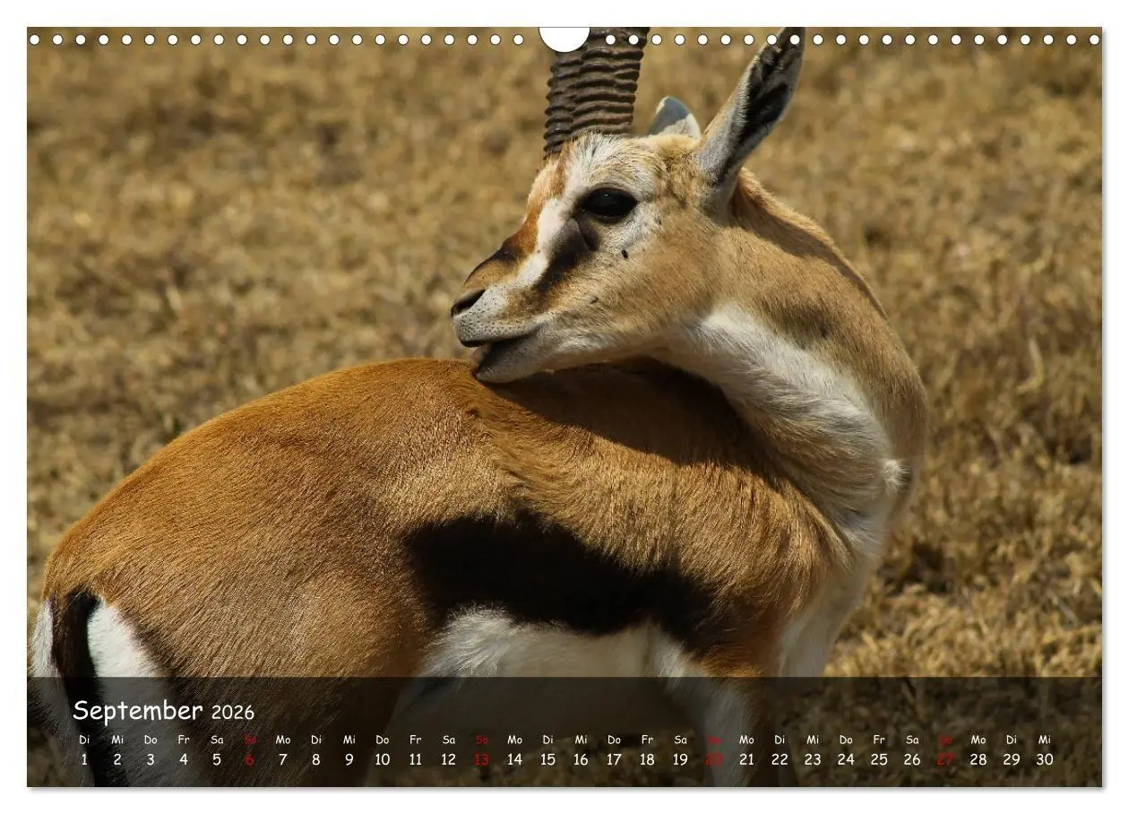 Bild: 9783516698848 | Wildes Ostafrika - Tansania und Kenia hautnah (Wandkalender 2026...