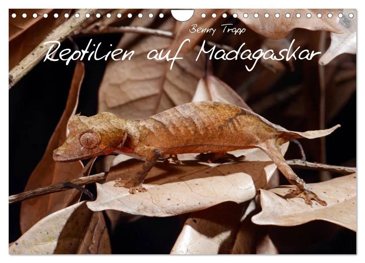 Cover: 9783457929148 | Reptilien auf Madagaskar (Wandkalender 2026 DIN A4 quer), CALVENDO...