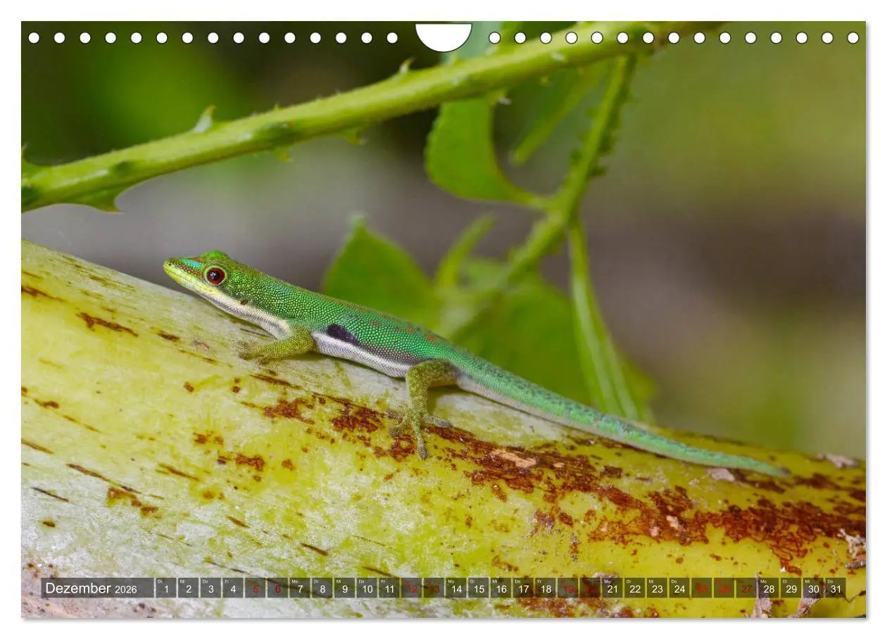 Bild: 9783457929148 | Reptilien auf Madagaskar (Wandkalender 2026 DIN A4 quer), CALVENDO...