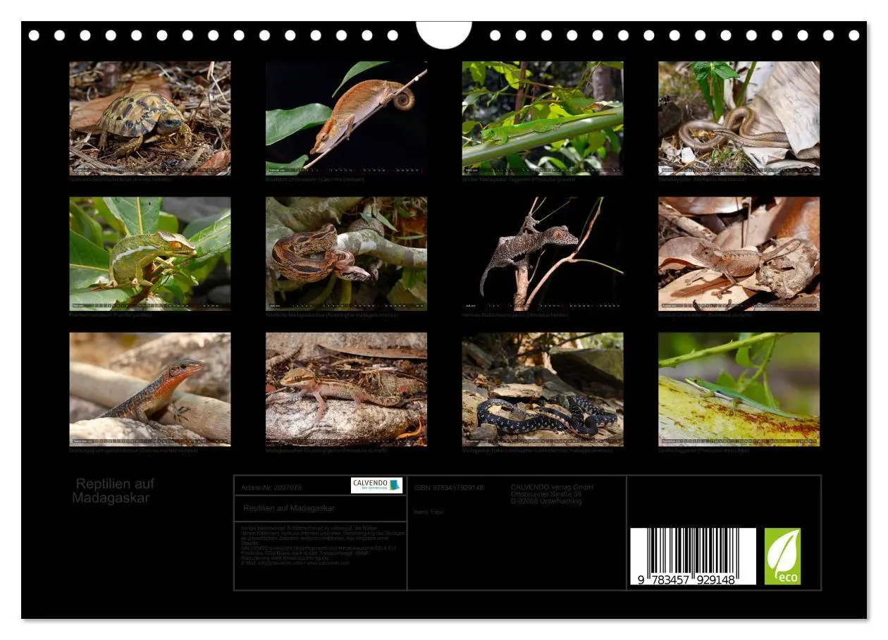 Bild: 9783457929148 | Reptilien auf Madagaskar (Wandkalender 2026 DIN A4 quer), CALVENDO...