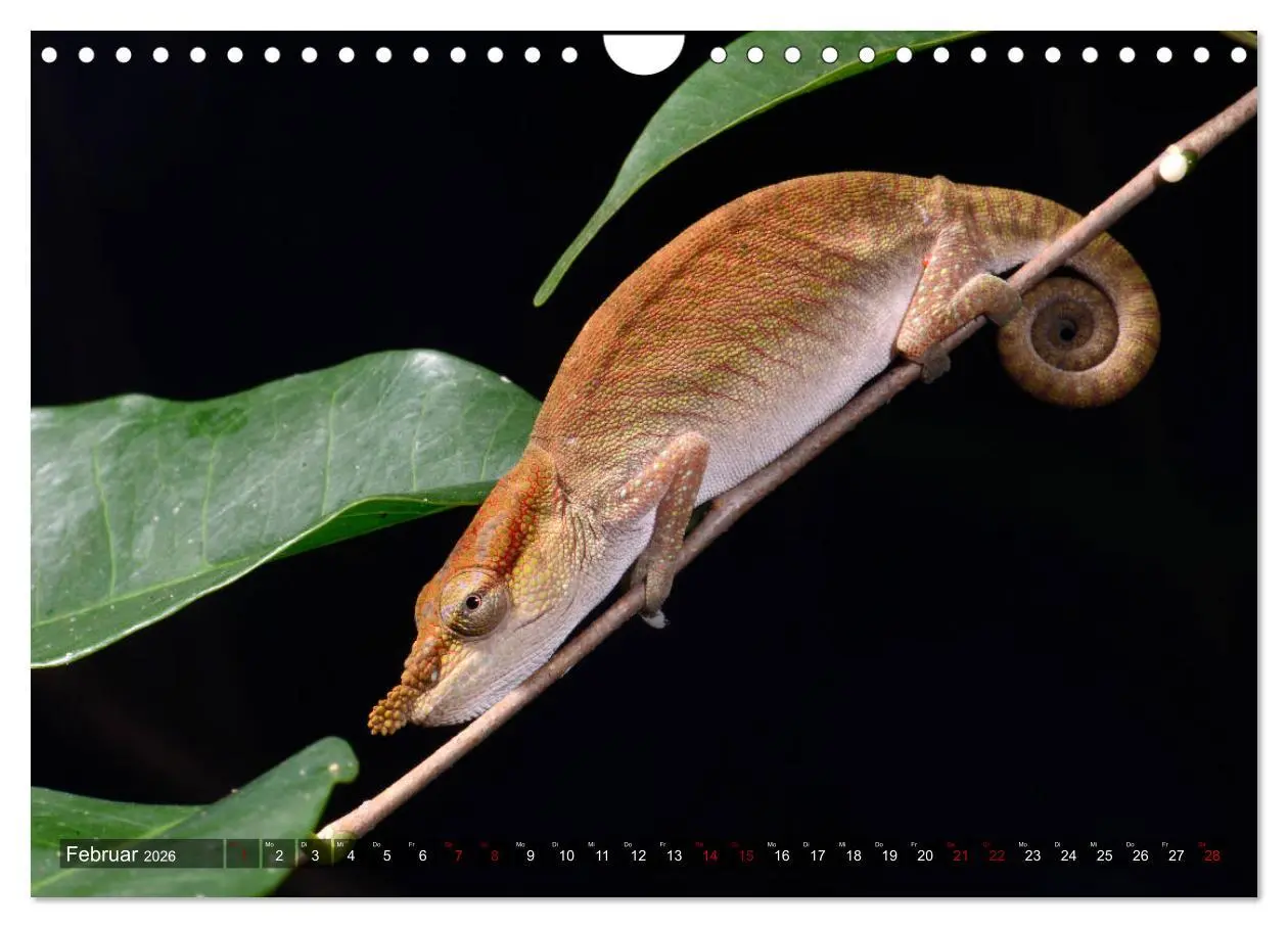 Bild: 9783457929148 | Reptilien auf Madagaskar (Wandkalender 2026 DIN A4 quer), CALVENDO...