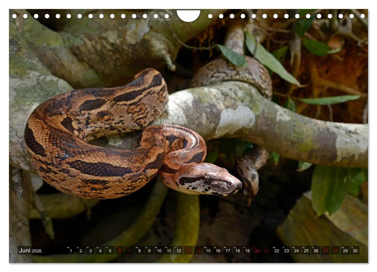 Bild: 9783457929148 | Reptilien auf Madagaskar (Wandkalender 2026 DIN A4 quer), CALVENDO...