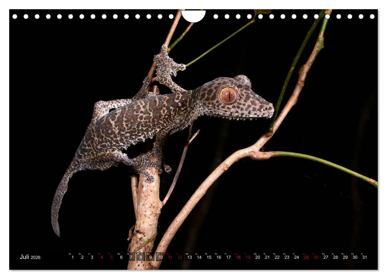 Bild: 9783457929148 | Reptilien auf Madagaskar (Wandkalender 2026 DIN A4 quer), CALVENDO...