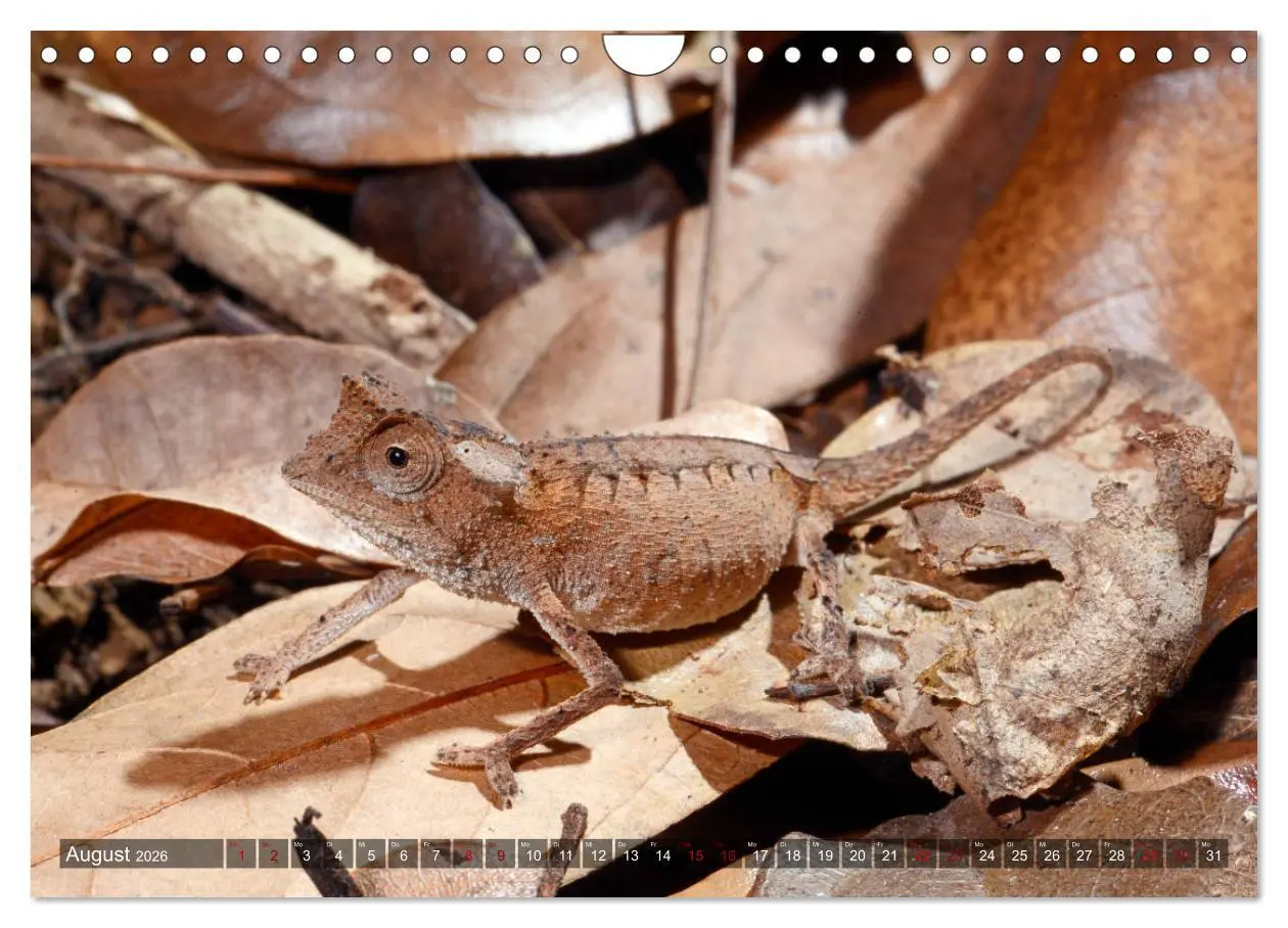 Bild: 9783457929148 | Reptilien auf Madagaskar (Wandkalender 2026 DIN A4 quer), CALVENDO...