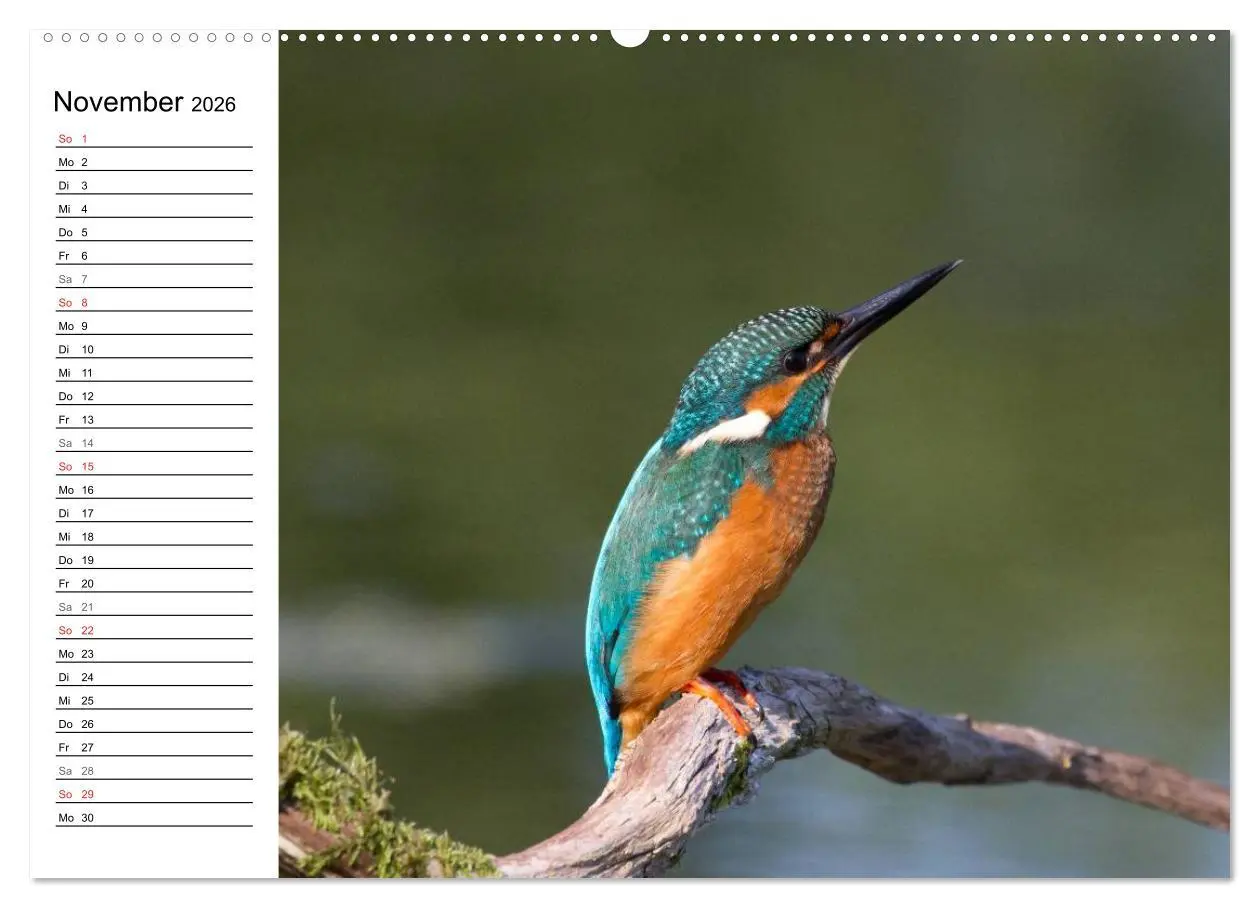 Bild: 9783516189148 | Eisvögel (Wandkalender 2026 DIN A2 quer), CALVENDO Monatskalender
