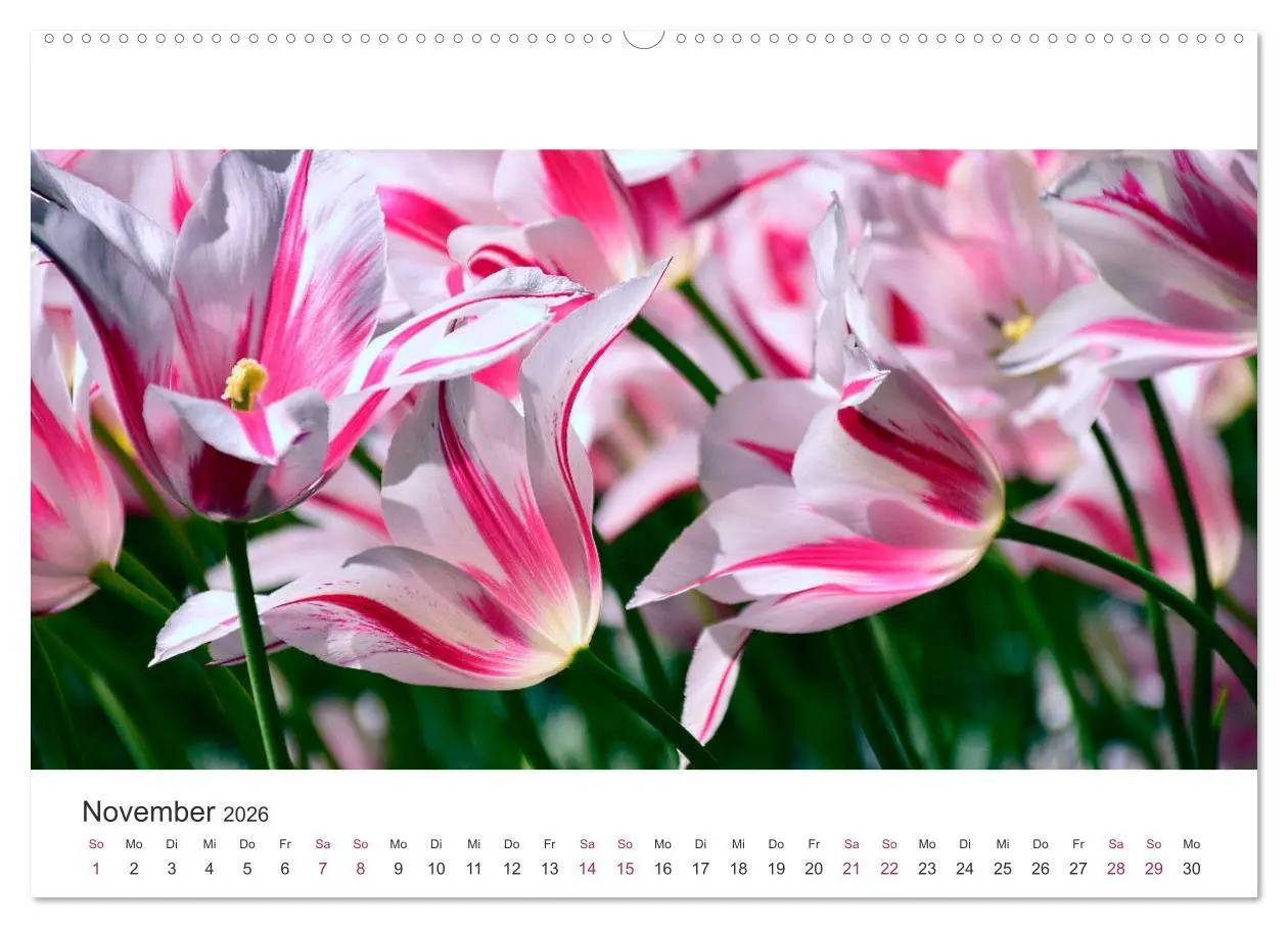 Bild: 9783457919248 | Zauberhafte Tulpen (Wandkalender 2026 DIN A2 quer), CALVENDO...