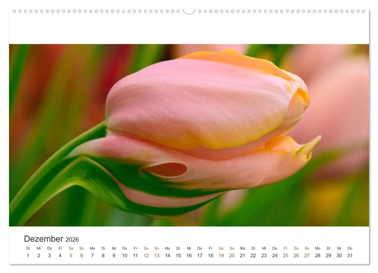 Bild: 9783457919248 | Zauberhafte Tulpen (Wandkalender 2026 DIN A2 quer), CALVENDO...